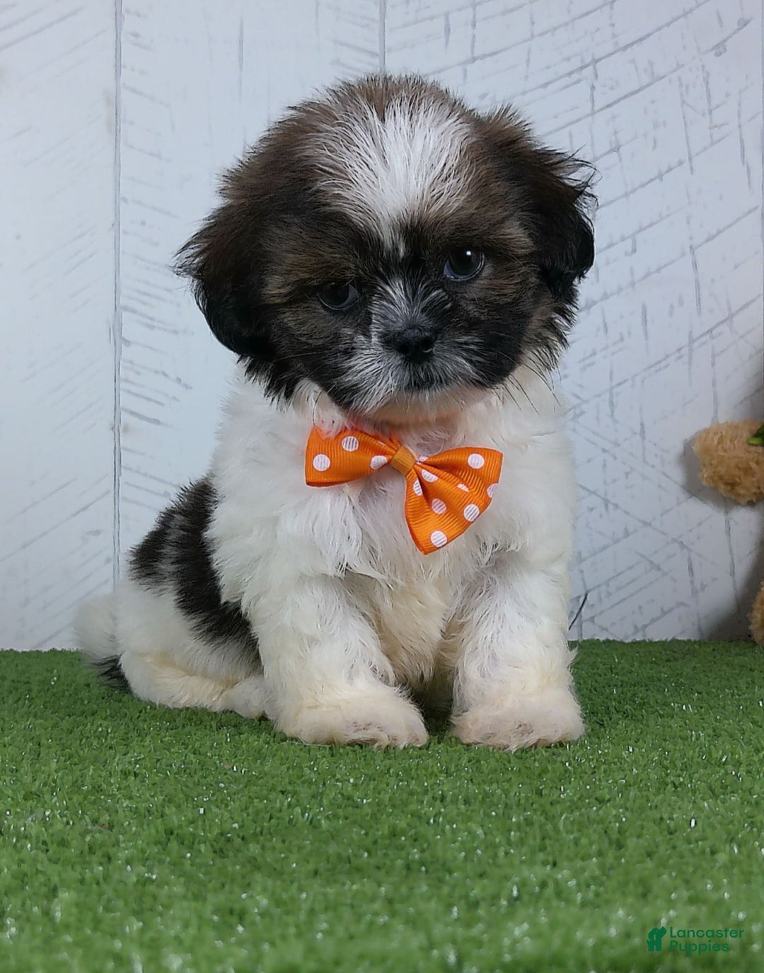 Shih Tzu dogs for sale: Simon - Image 4