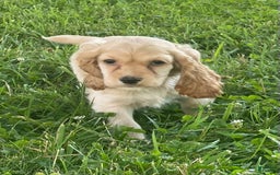 Cocker Spaniel dogs for sale: Olivia - Image 3