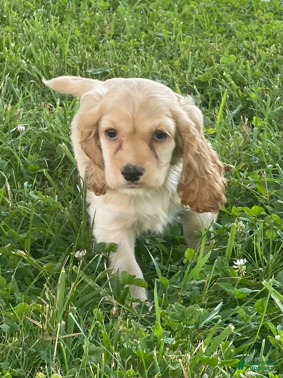 Cocker Spaniel dogs for sale: Olivia - Image 3
