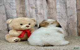Shihpoo dogs for sale: Donut - Image 3