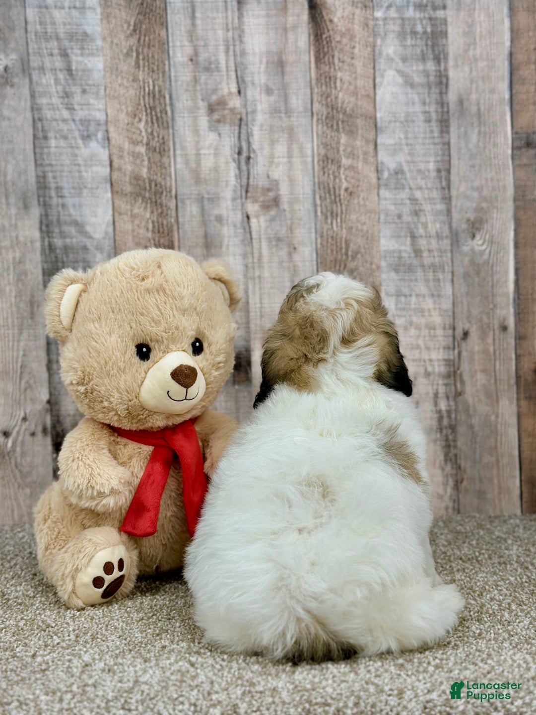 Shihpoo dogs for sale: Donut - Image 3