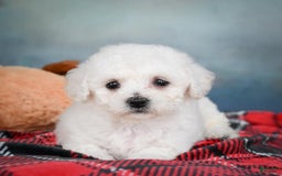 Bichon Frise dogs for sale: Sophia - Image 3