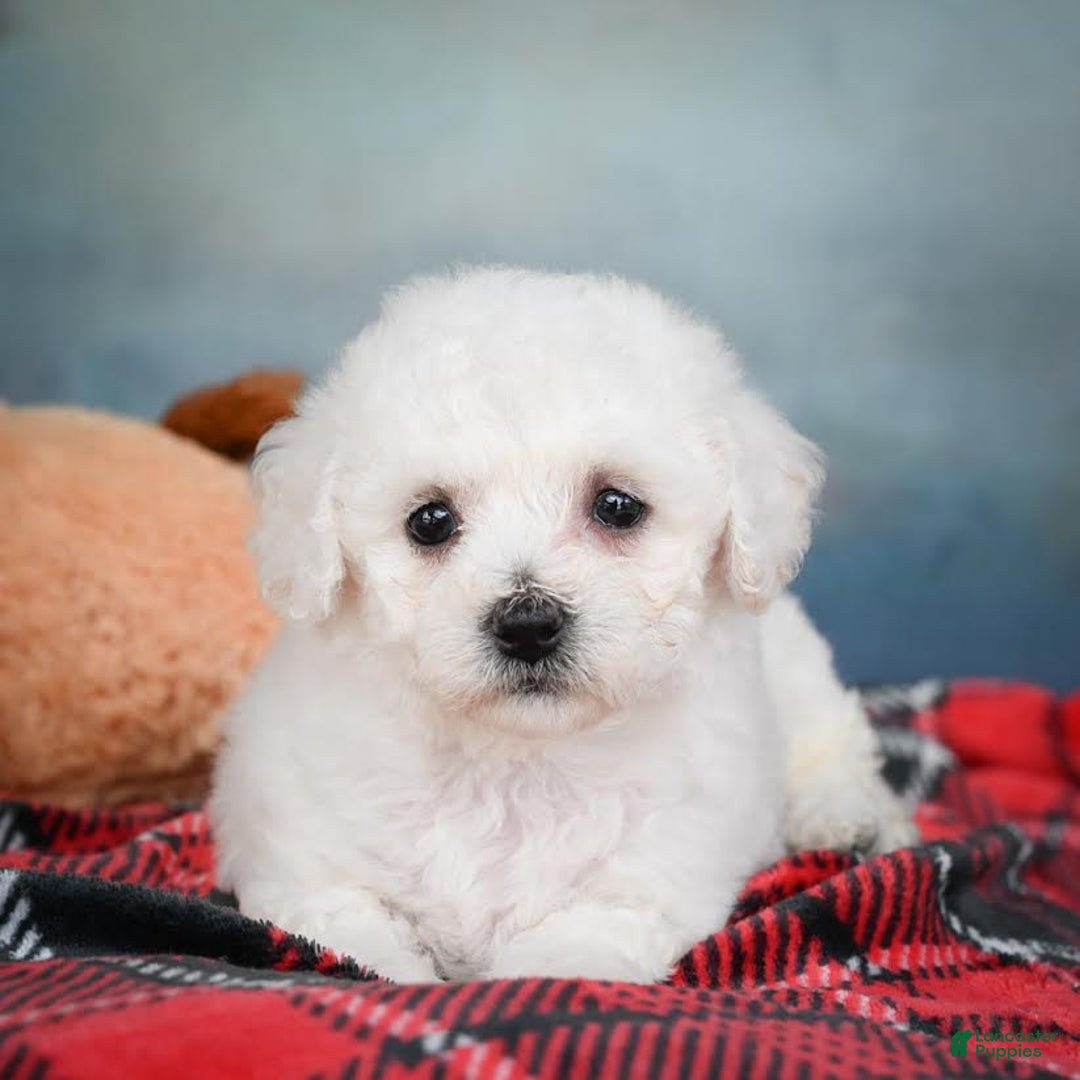 Bichon Frise dogs for sale: Sophia - Image 3