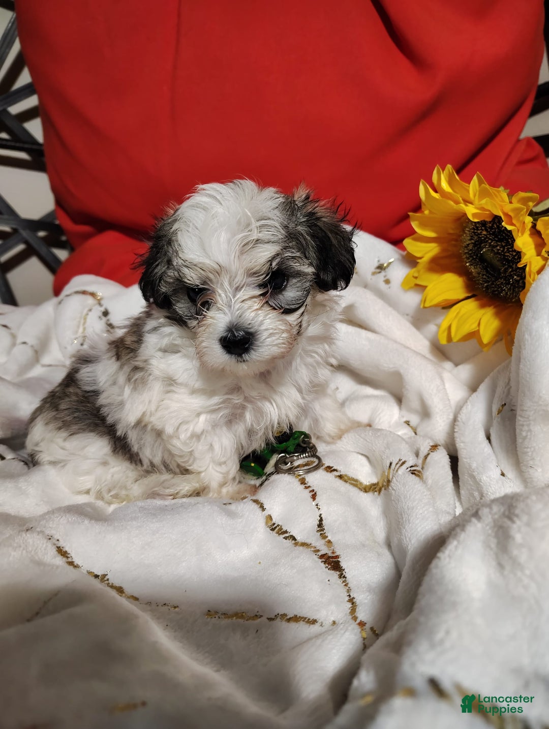 Maltipoo dogs for sale: Sweet Pea - Image 15