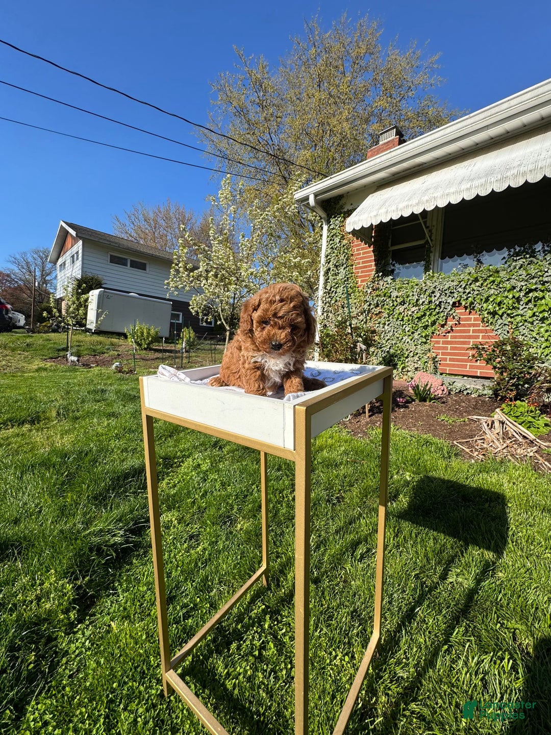 Toy Poodle dogs for sale: Maxi - Image 11