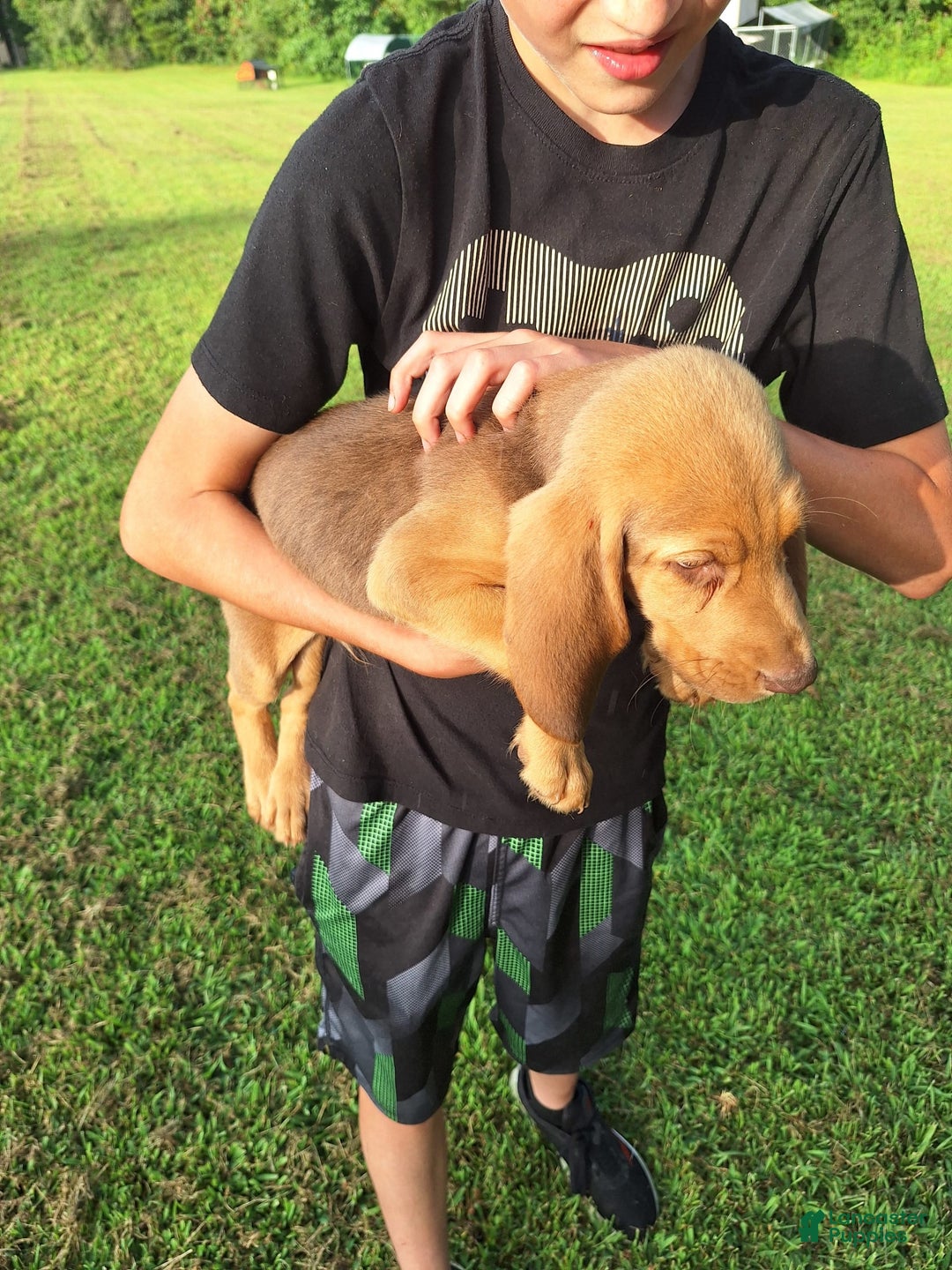 Bloodhound dogs for sale: Light Green - Image 2