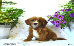 Cavapoo dogs for sale: Watson - Image 1