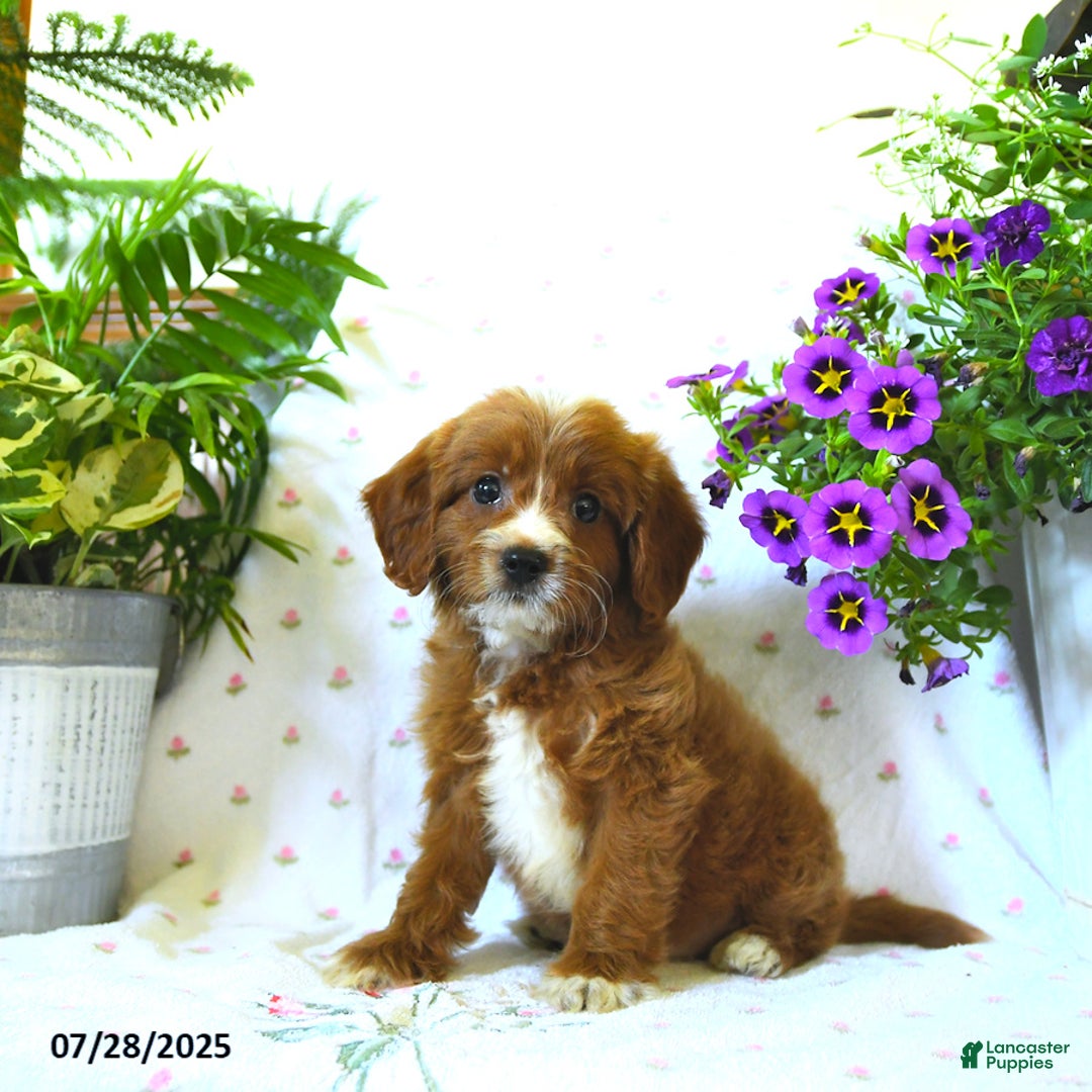 Cavapoo dogs for sale: Watson - Image 1