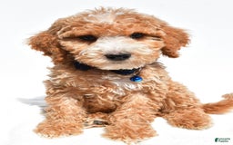 Mini Goldendoodle dogs for sale: Timmy - Image 1
