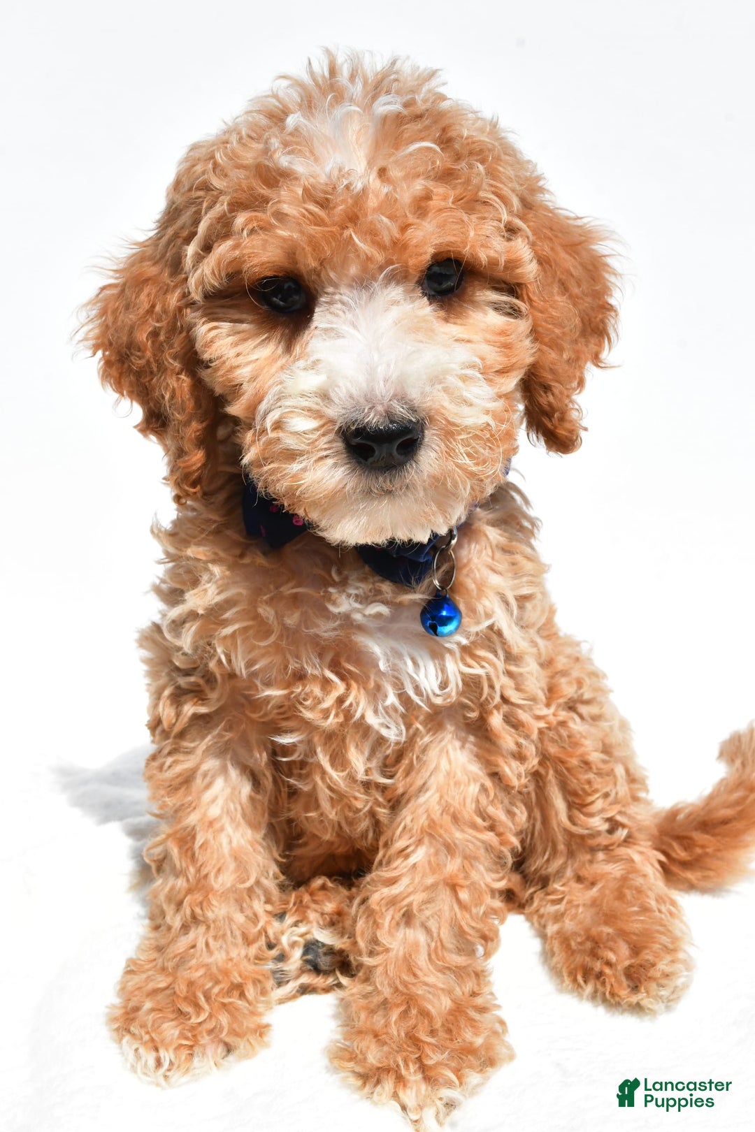 Mini Goldendoodle dogs for sale: Timmy - Image 1