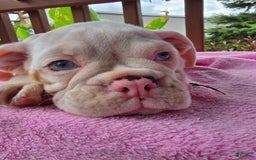English Bulldog dogs for sale: Peaches - Image 4