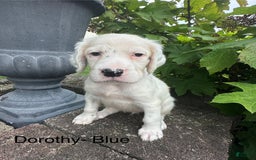 English Setter dogs for sale: Dorothy - Image 2