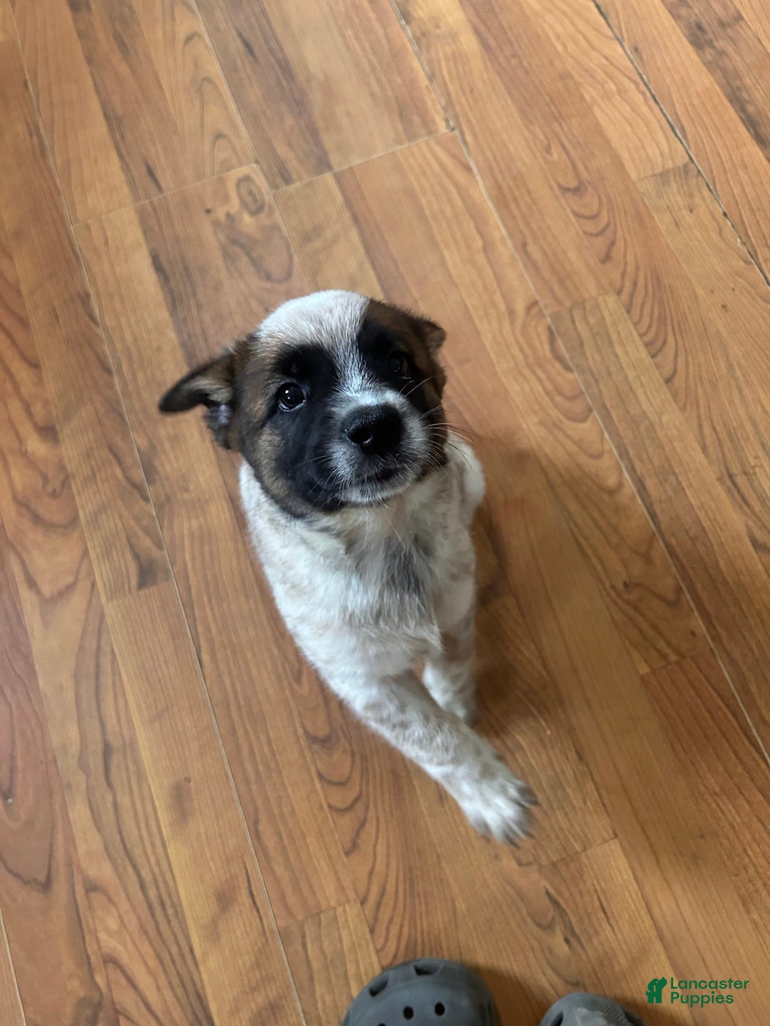 Australian Cattle Dog dogs for sale: Pj - Image 5