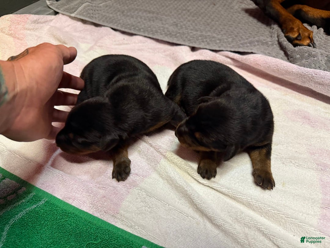Doberman Pinscher dogs for sale: Male Puppy - Image 12
