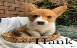 Welsh Corgi Pembroke dogs for sale: Hank - Image 6