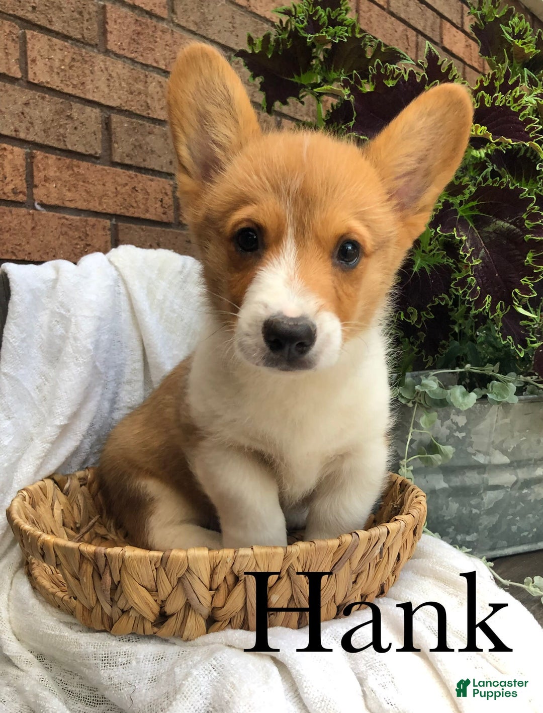 Welsh Corgi Pembroke dogs for sale: Hank - Image 6