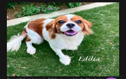 Cavapoo dogs for sale: Simba - Image 4
