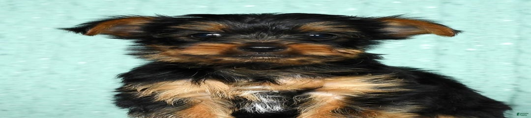 Andy
