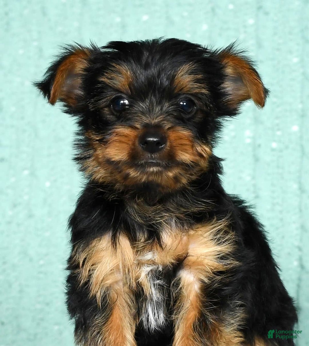 Yorkshire Terrier dogs for sale: Andy - Image 5