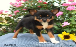 Smooth Fox Terrier dogs for sale: Orpha - Image 1