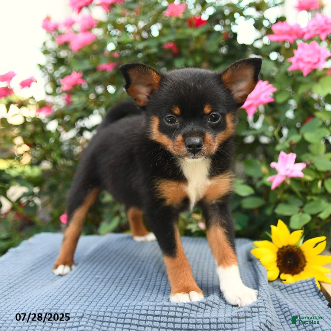 Smooth Fox Terrier dogs for sale: Orpha - Image 1