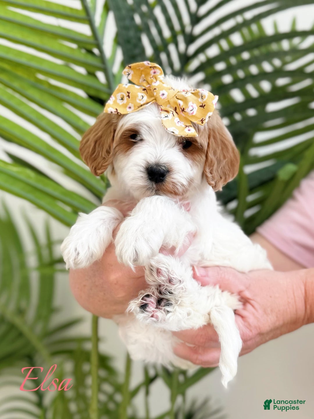 Mini Goldendoodle dogs for sale: Petite Elsa - Image 4