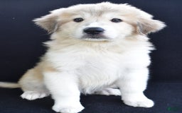 Great Pyrenees dogs for sale: Marla - Image 7