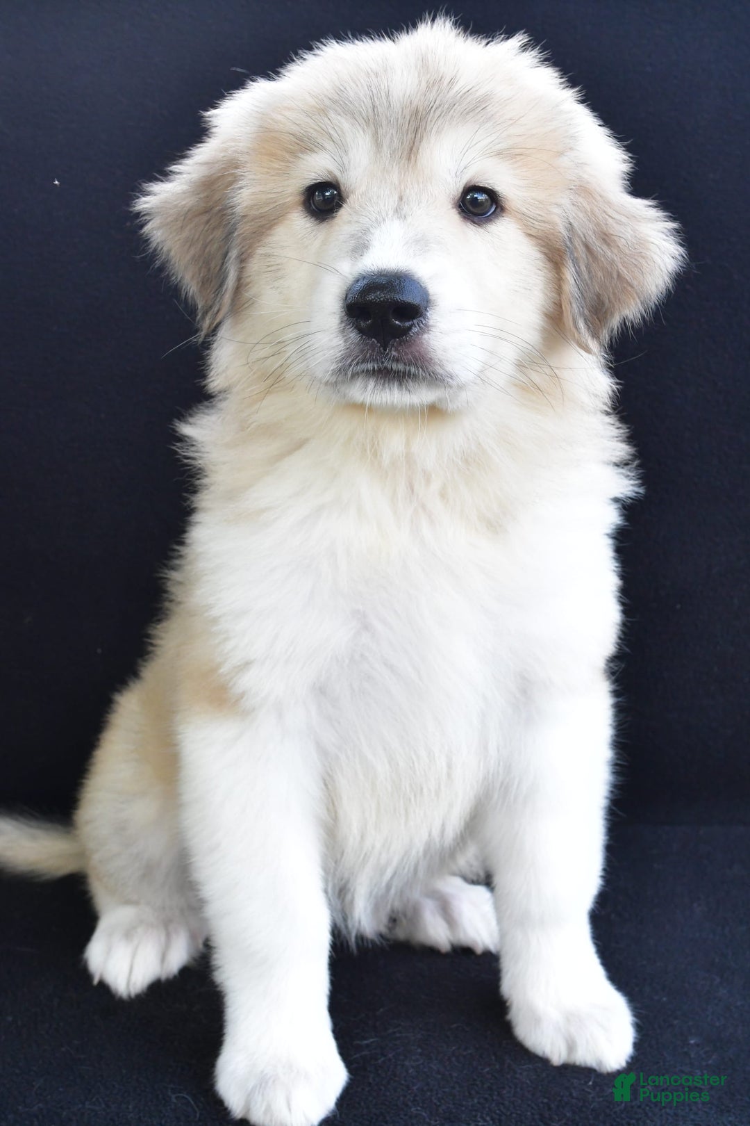 Great Pyrenees dogs for sale: Marla - Image 7