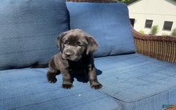 Labrador Retriever dogs for sale: Bella - Image 10