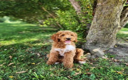 Labradoodle dogs for sale: Teddy - Image 3