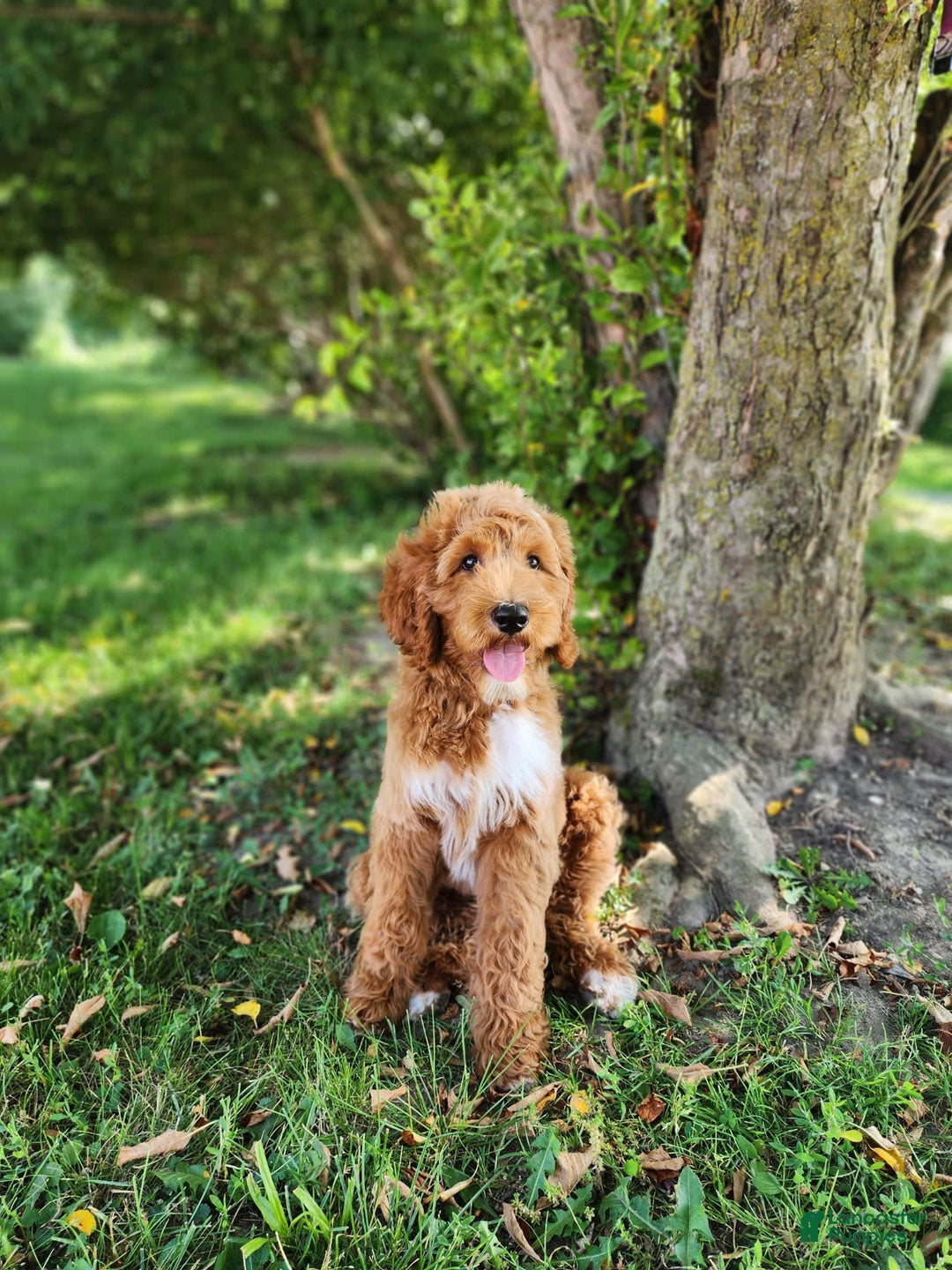 Labradoodle dogs for sale: Teddy - Image 3