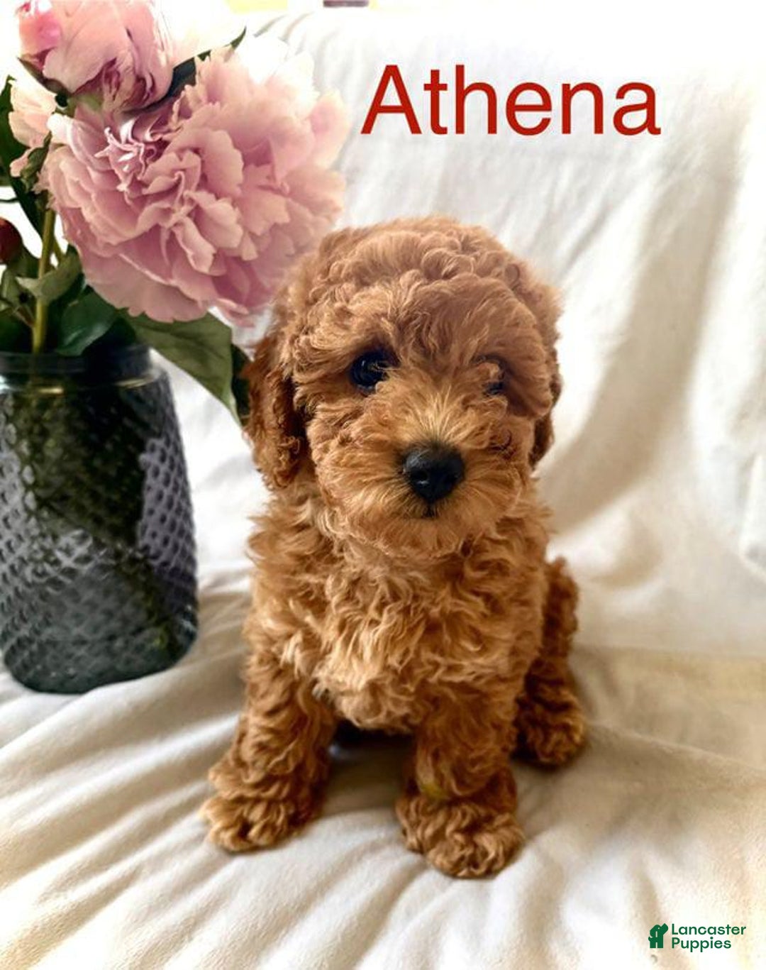 Toy Poodle dogs for sale: Athena - Image 2