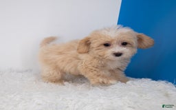 Maltipoo dogs for sale: Luciana - Image 1