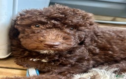 Aussiedoodle dogs for sale: Lady - Image 5