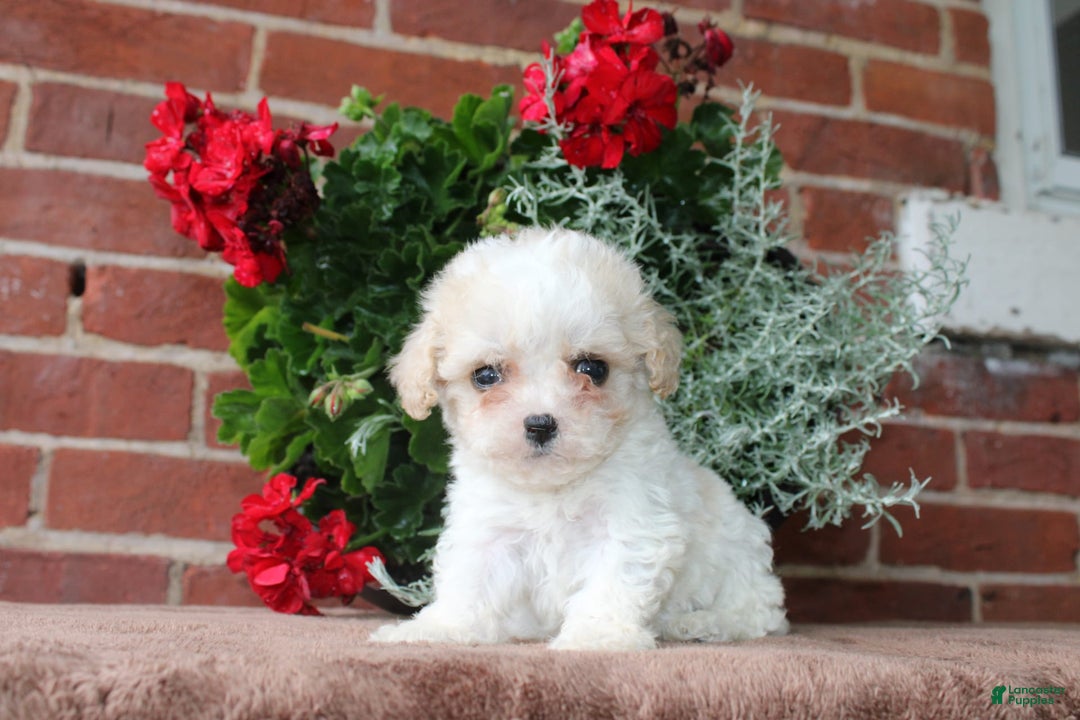Cavapoo dogs for sale: Ashley - Image 4