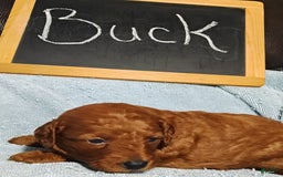 Mini Goldendoodle dogs for sale: Buck - Image 8