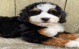 Mini Bernedoodle dogs for sale: 💙 Boston Ma 💙 Mini Bernedoodle - Image 4