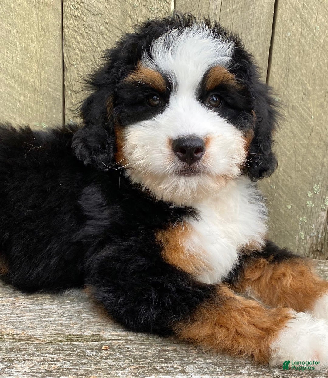 Mini Bernedoodle dogs for sale: 💙 Boston Ma 💙 Mini Bernedoodle - Image 4