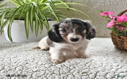 Miniature Dachshund dogs for sale: Silver Star - Image 1