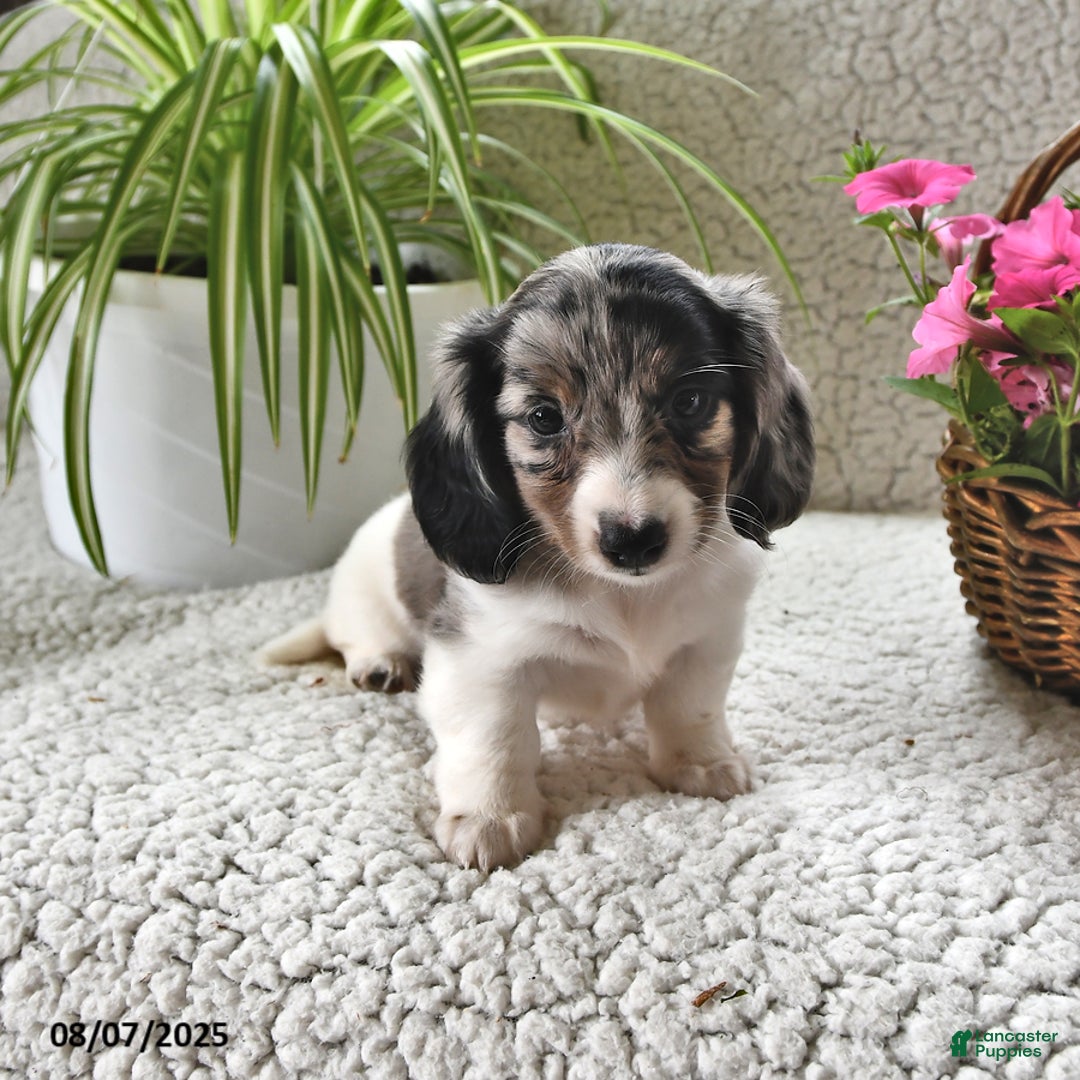 Miniature Dachshund dogs for sale: Silver Star - Image 1