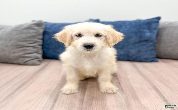 Mini Goldendoodle dogs for sale - Ad 5