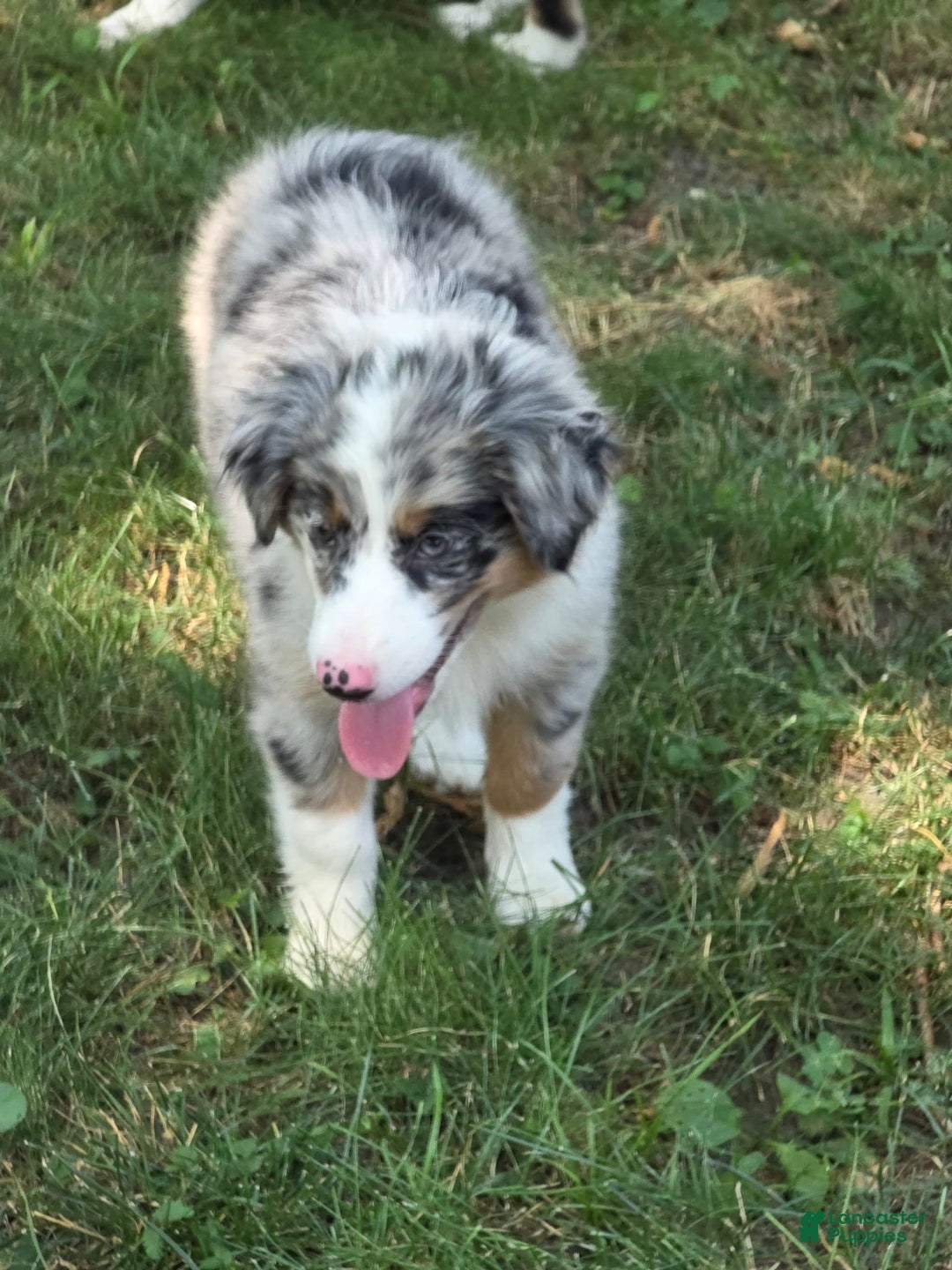 Australian Shepherd dogs for sale: Mya - Image 2
