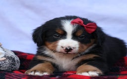 Bernese Mountain Dog dogs for sale: Simon - Image 20
