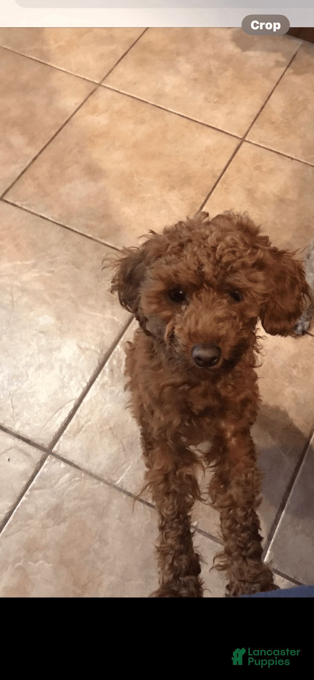 Miniature Poodle dogs for sale: Prissy - Image 5