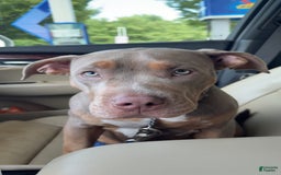 American Bully dogs for sale: Diamond - Image 10