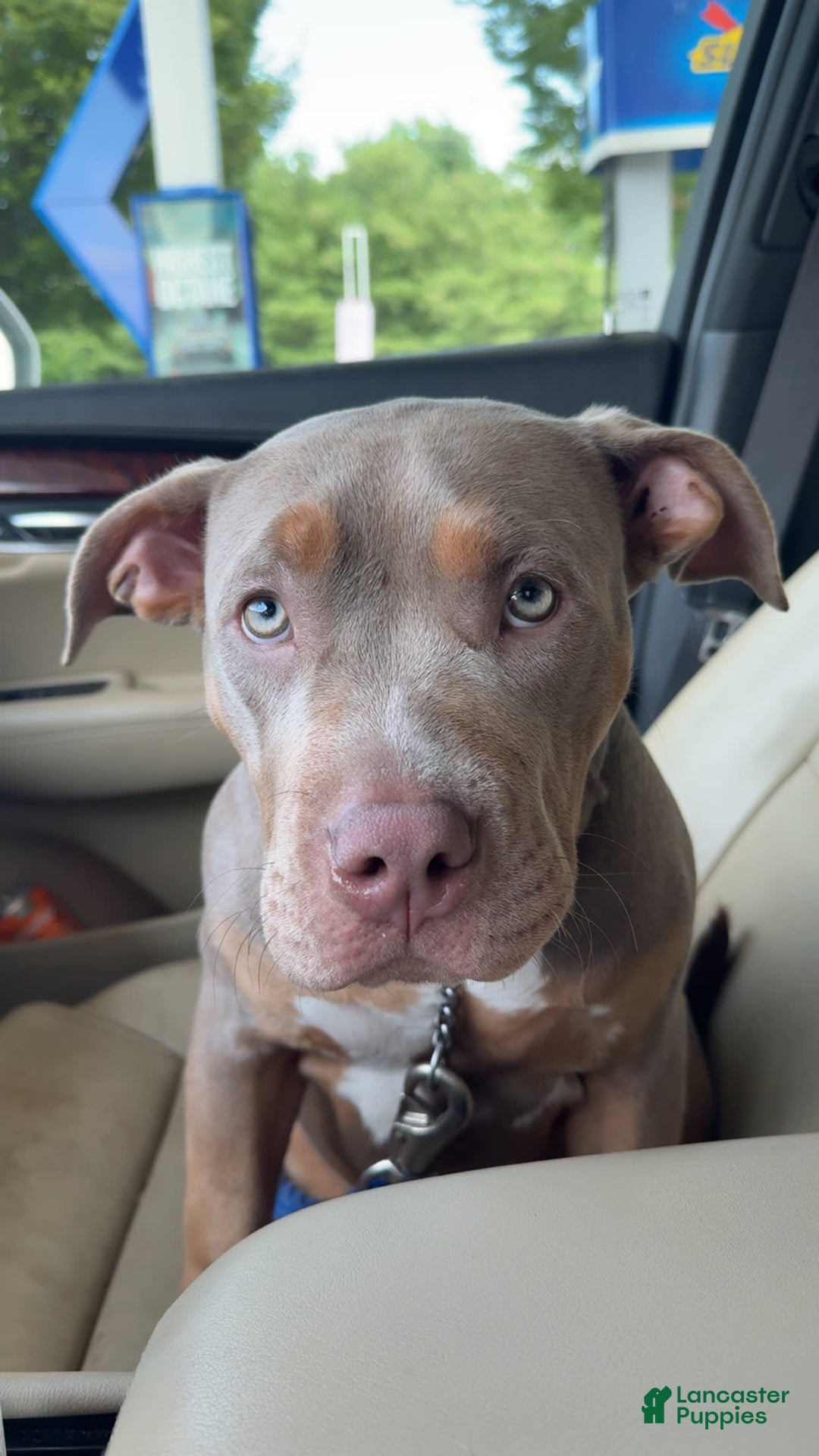 American Bully dogs for sale: Diamond - Image 10
