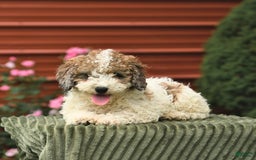 Miniature Poodle dogs for sale: Lucky - Image 8