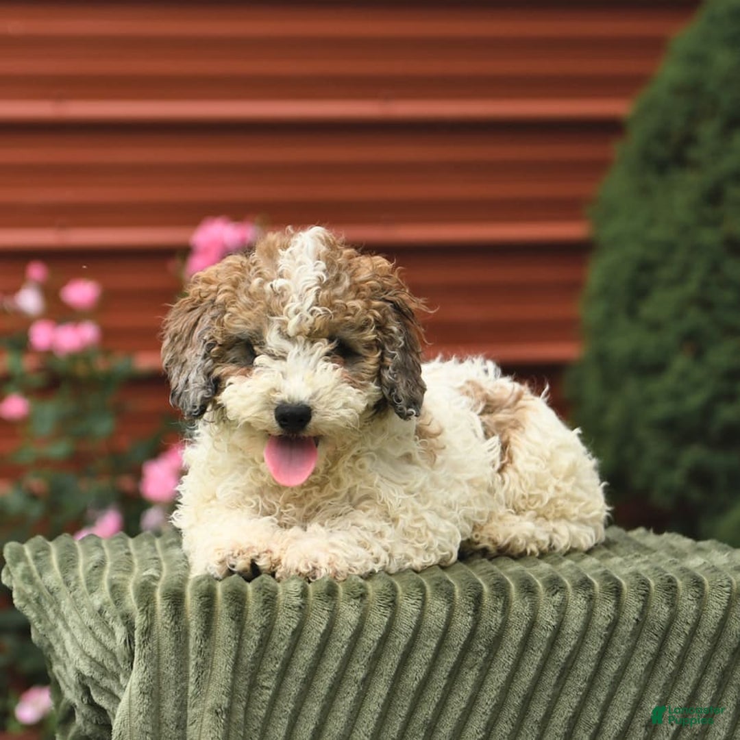 Miniature Poodle dogs for sale: Lucky - Image 8
