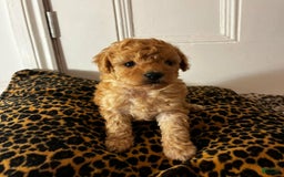Maltipoo dogs for sale: Maya - Image 2