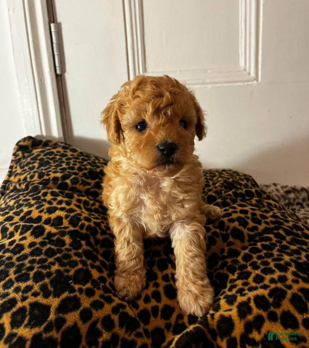 Maltipoo dogs for sale: Maya - Image 2